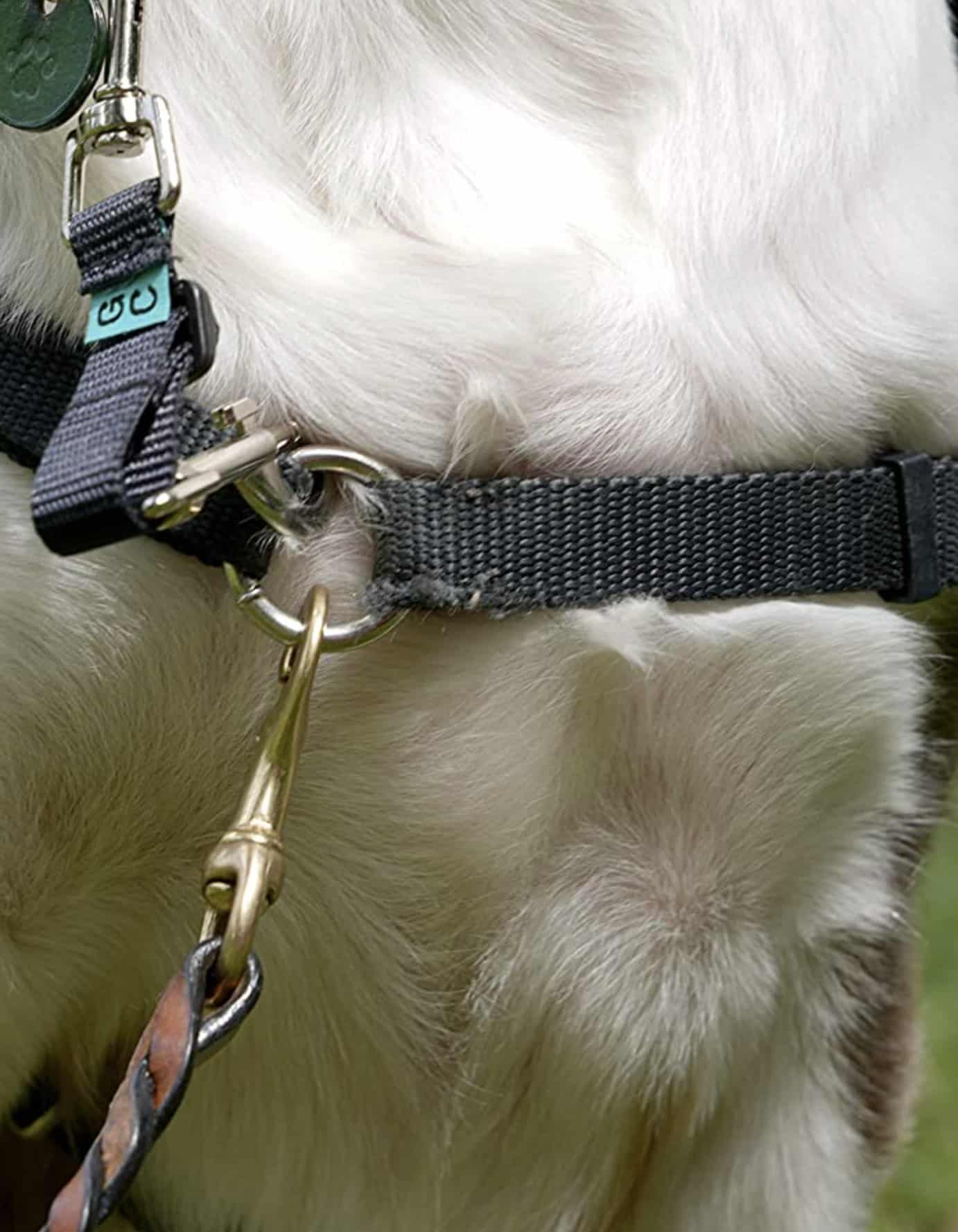 dog leash safely