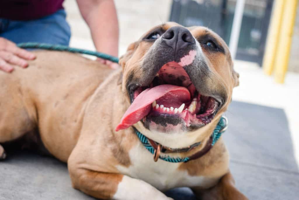 nyc dog adoption shelter