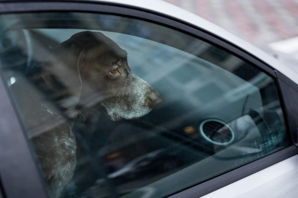 nyc dog in car law