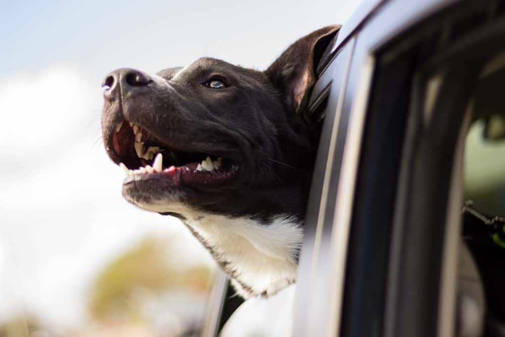 nyc uber with dog