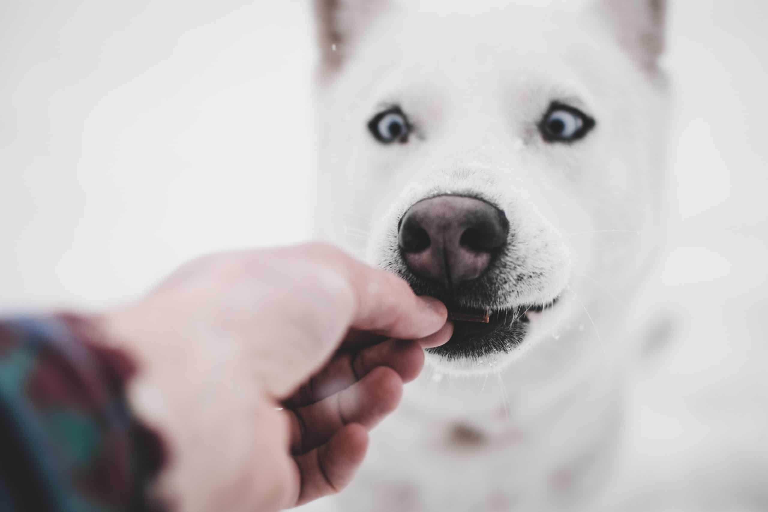 dog training and dog walkers