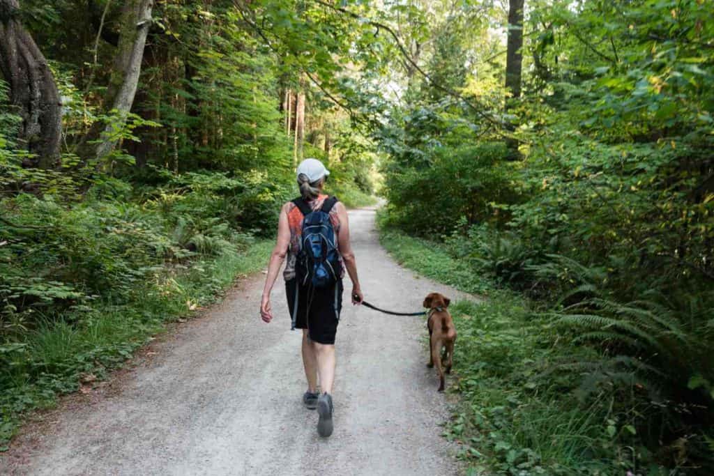 rover vs dog walkers