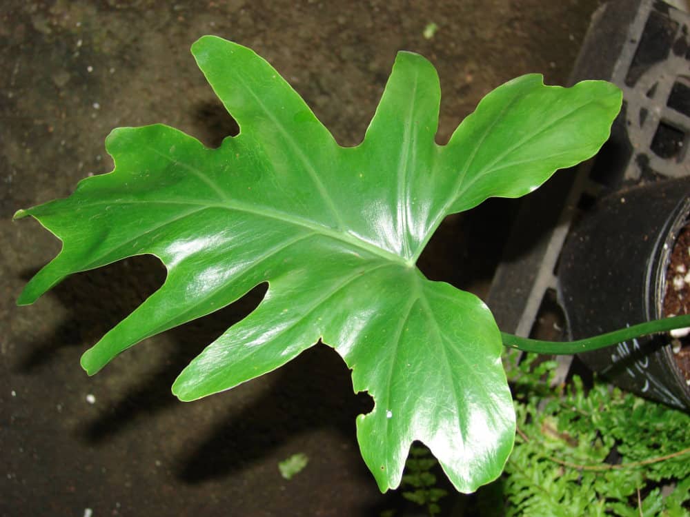 Philodendron plant