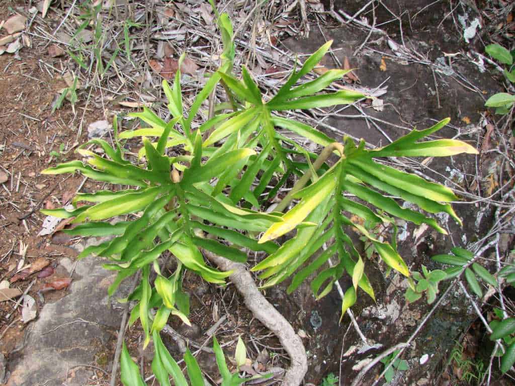 philodendron plants