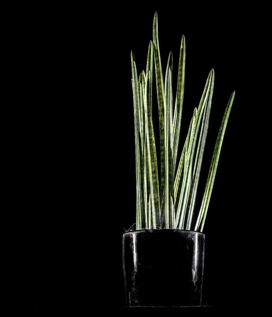 Sanseveria plant