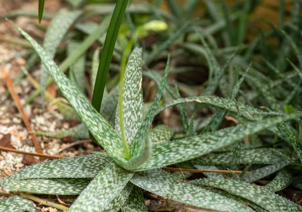 aloe plants