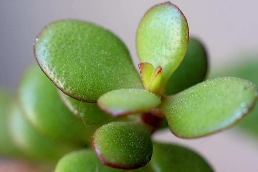 jade plant