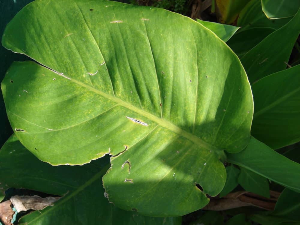 pothos plant