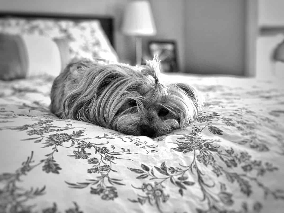 dog friendly hotels nyc