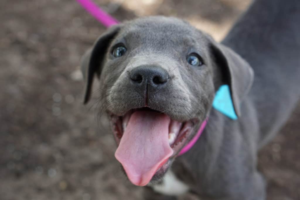 dog friendly parks nyc