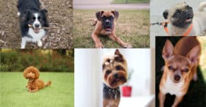 which dog breed are you