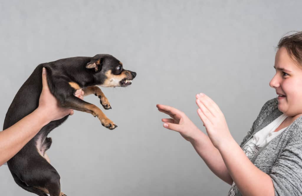 dog body language