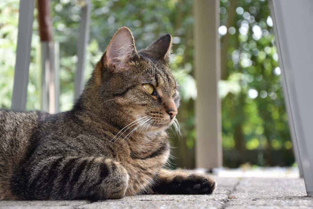 cat breed quiz