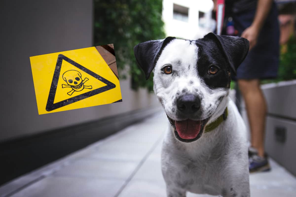 outdoor dangers to dogs