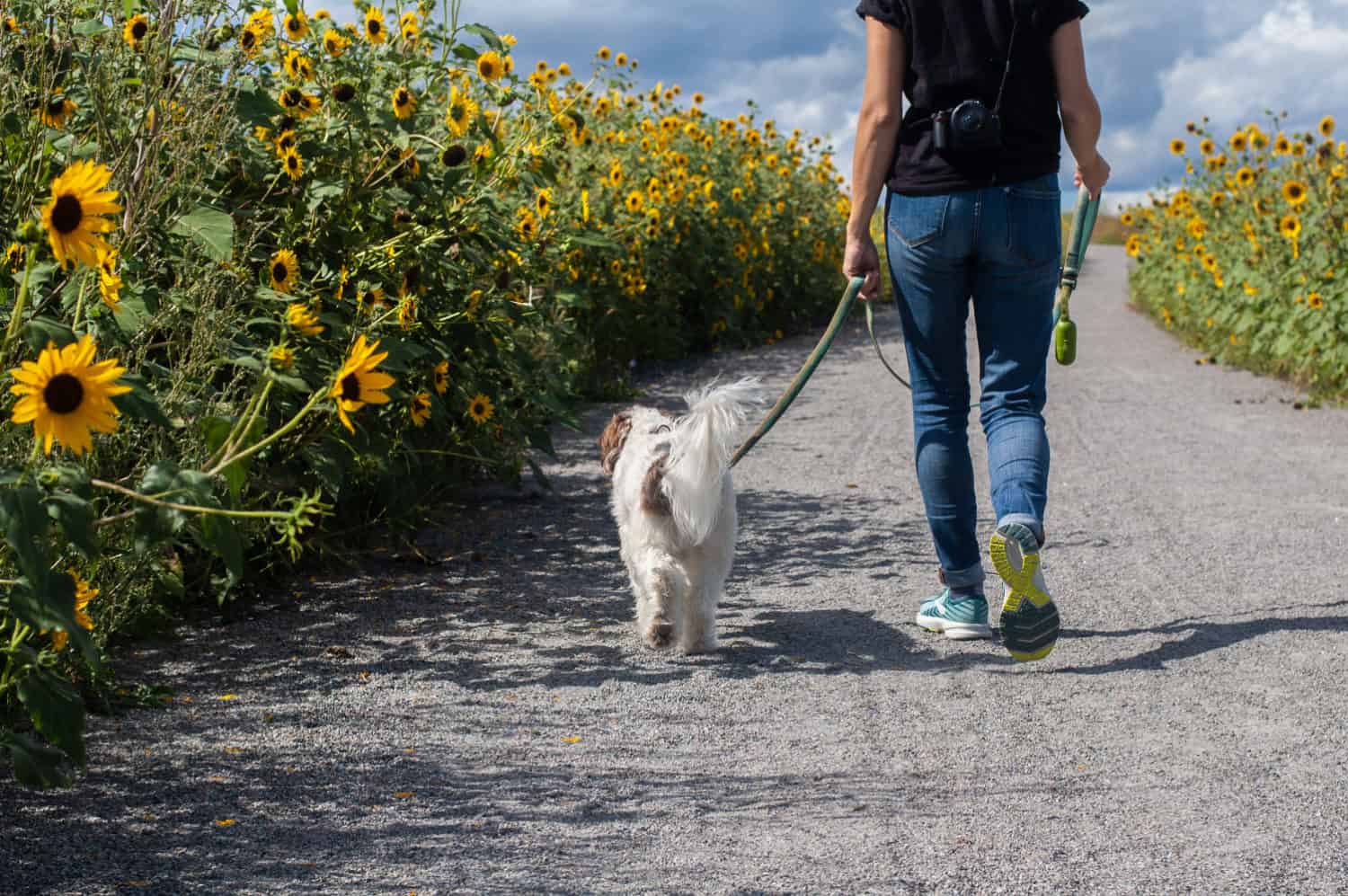 how much does a dog walker make a year