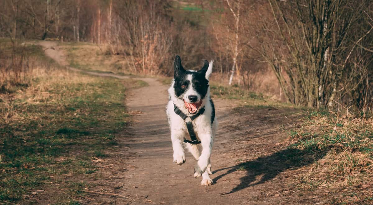 dog leash safety