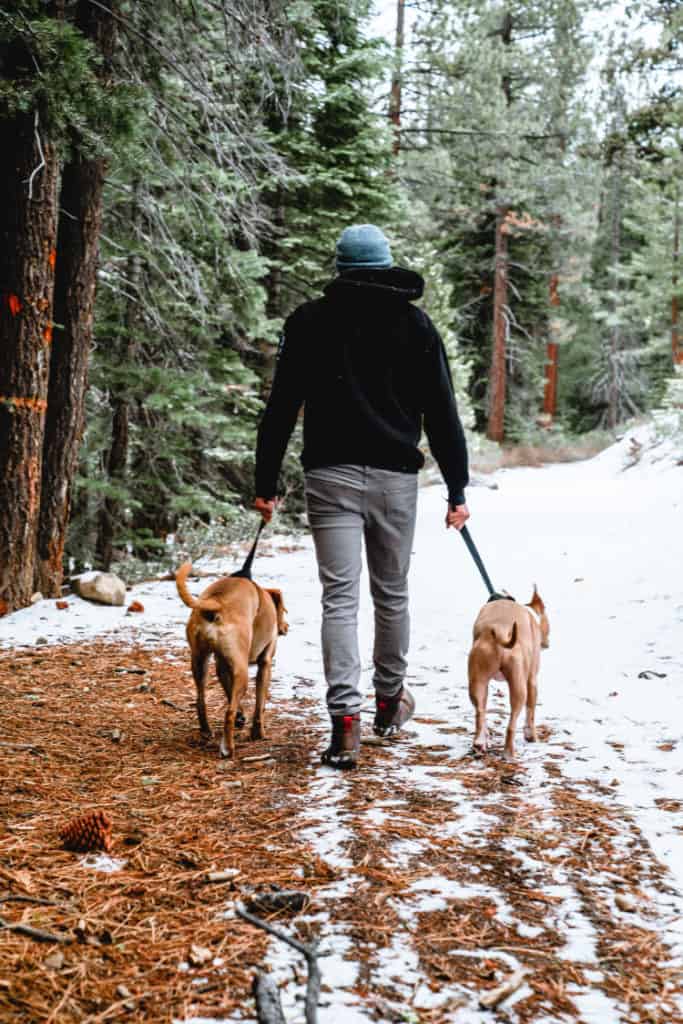 Dog Walking Insurance How much is dog walker insurance