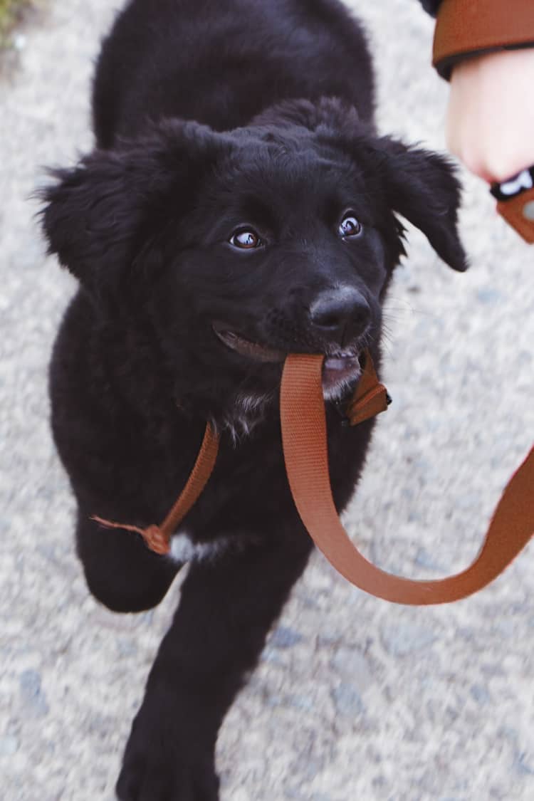 nyc dog leash laws