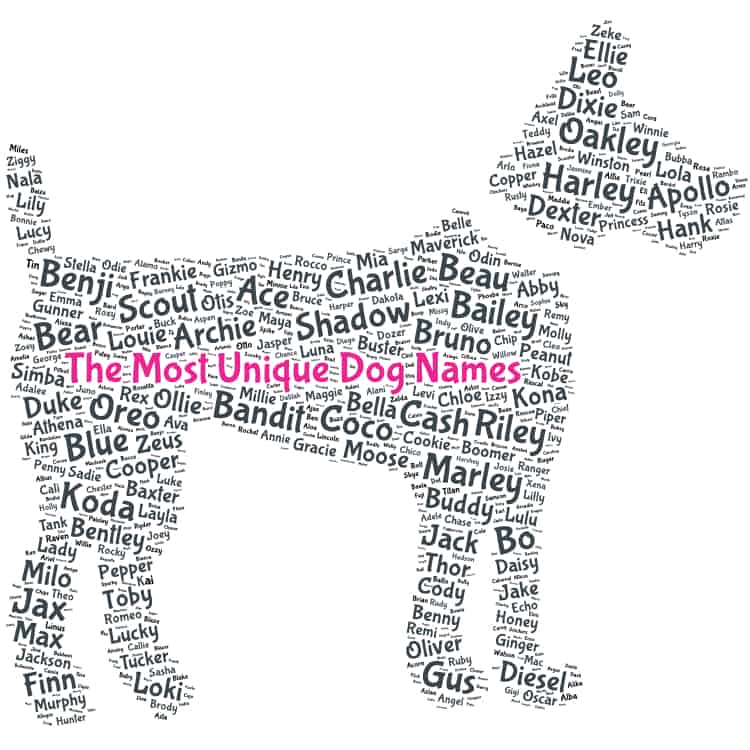 Unique Dog Names - Ultimate Dog Name Guide 2021 - SparkyGo