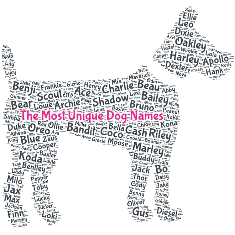 Unique Puppy Names