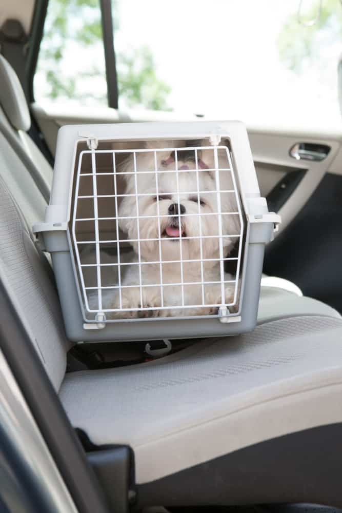 Does uber allow pets in best sale the car