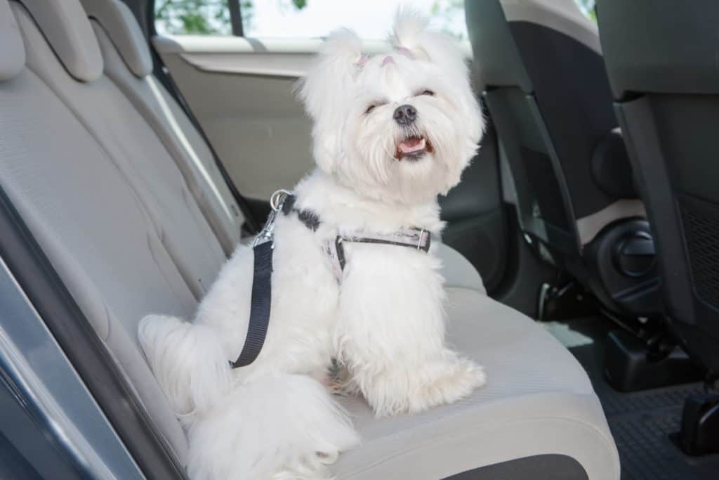 dog harness car