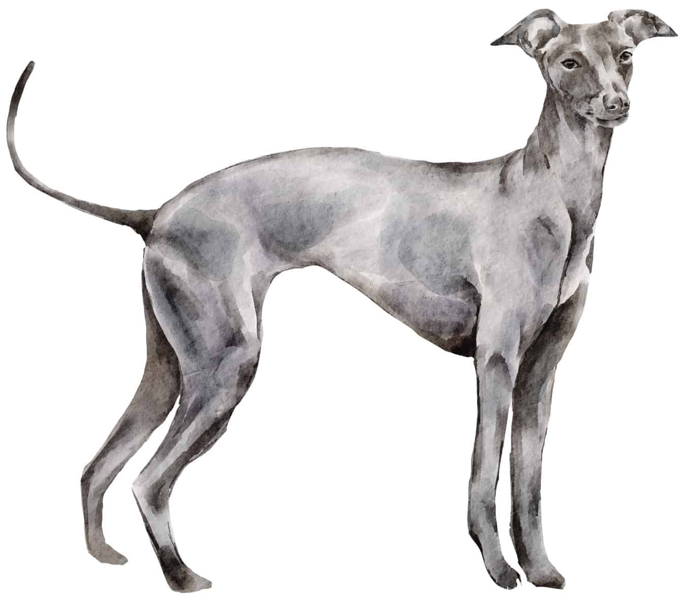 Greyhound dogs