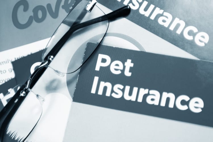 how does pet insurance work