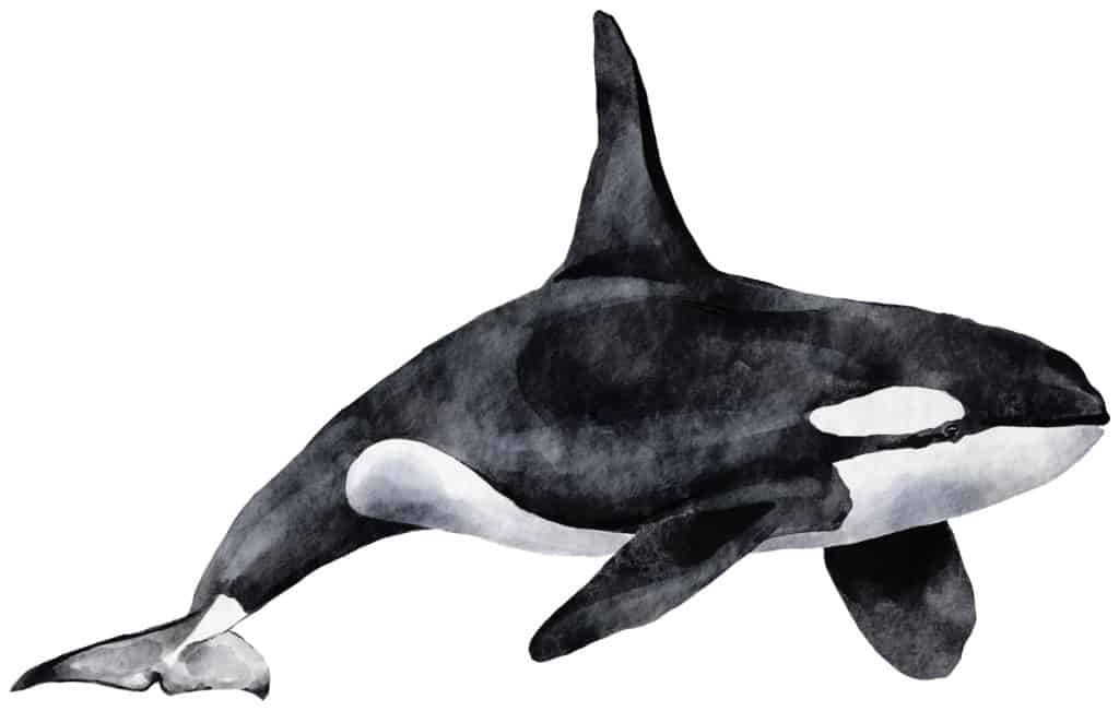 Orcas