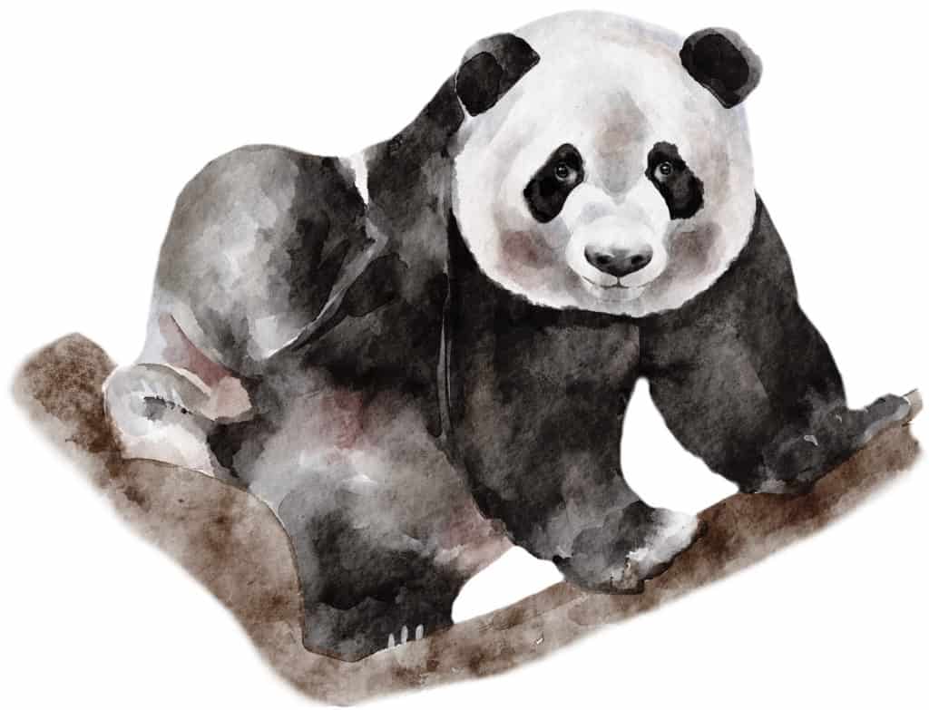 pandas