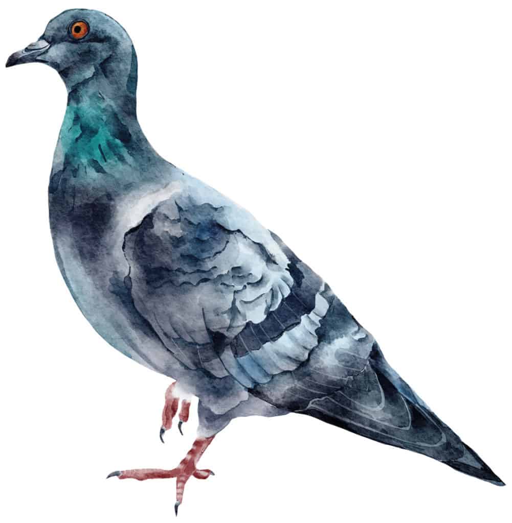 Pigeons